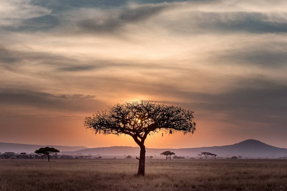 eSIM Kenya: Safari Masai Mara — Đại di cư và sư tử đồng cỏ Châu Phi